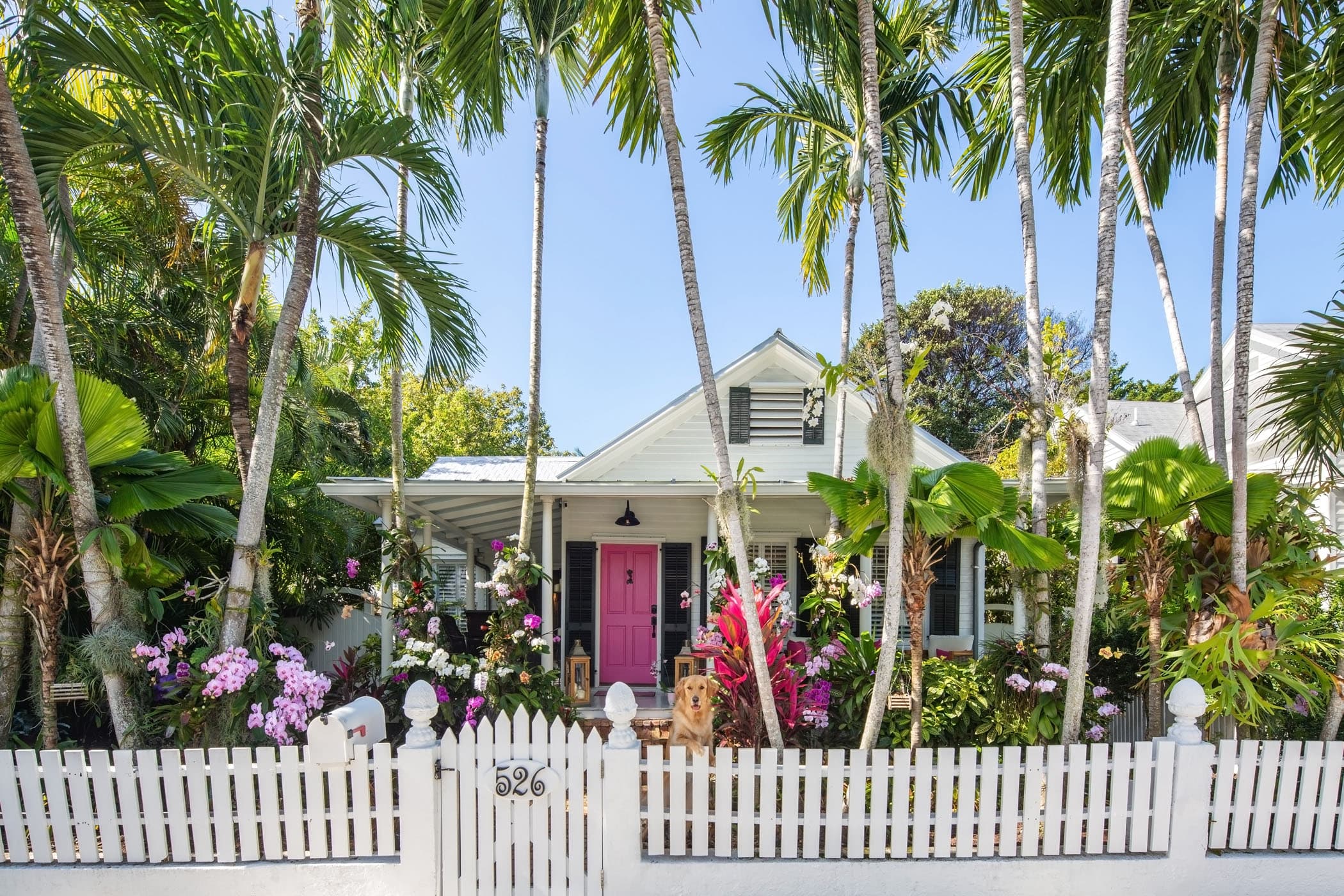The Orchid House With Dog
