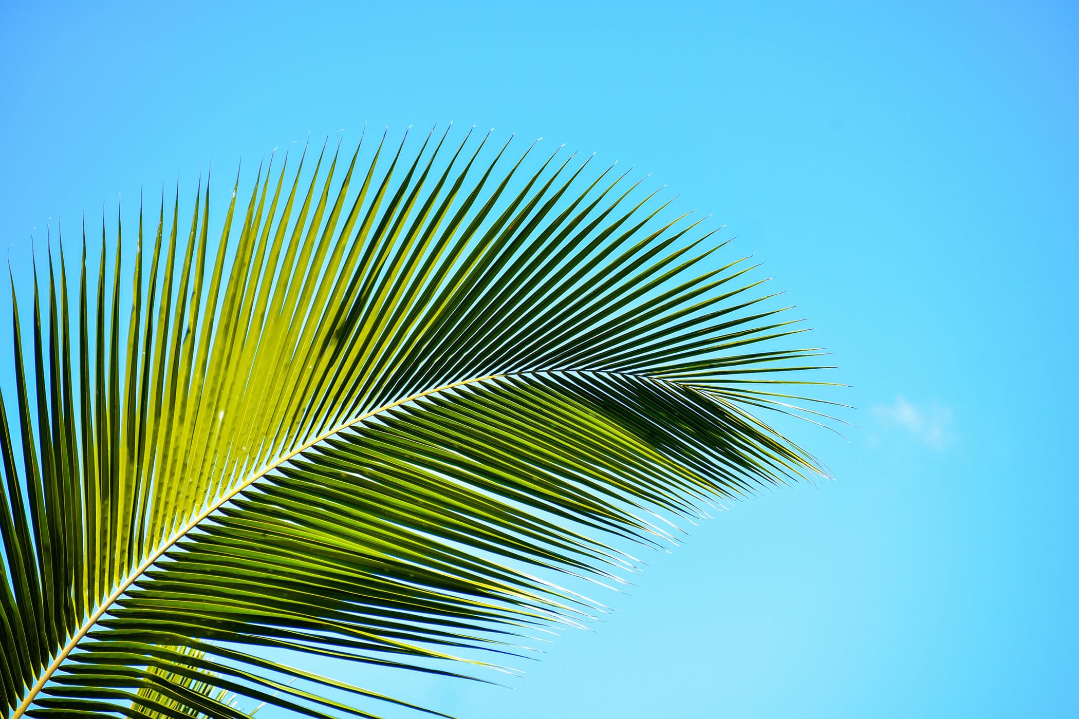 A beautiful leaf of a tree