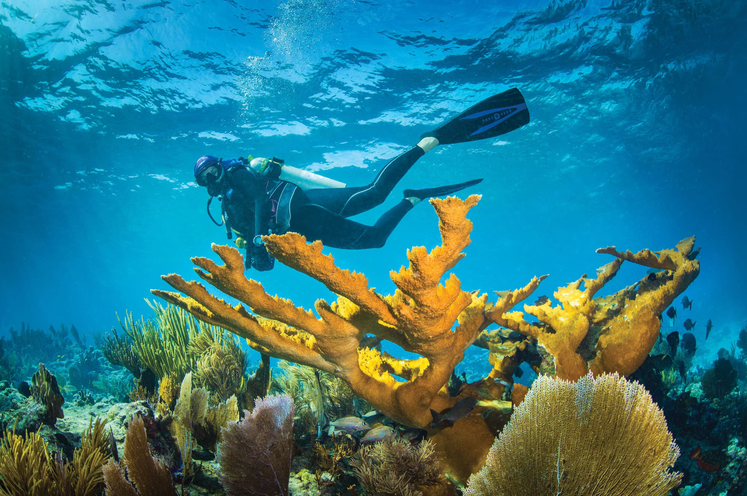 A person snorkelling with beautiful coral reefs