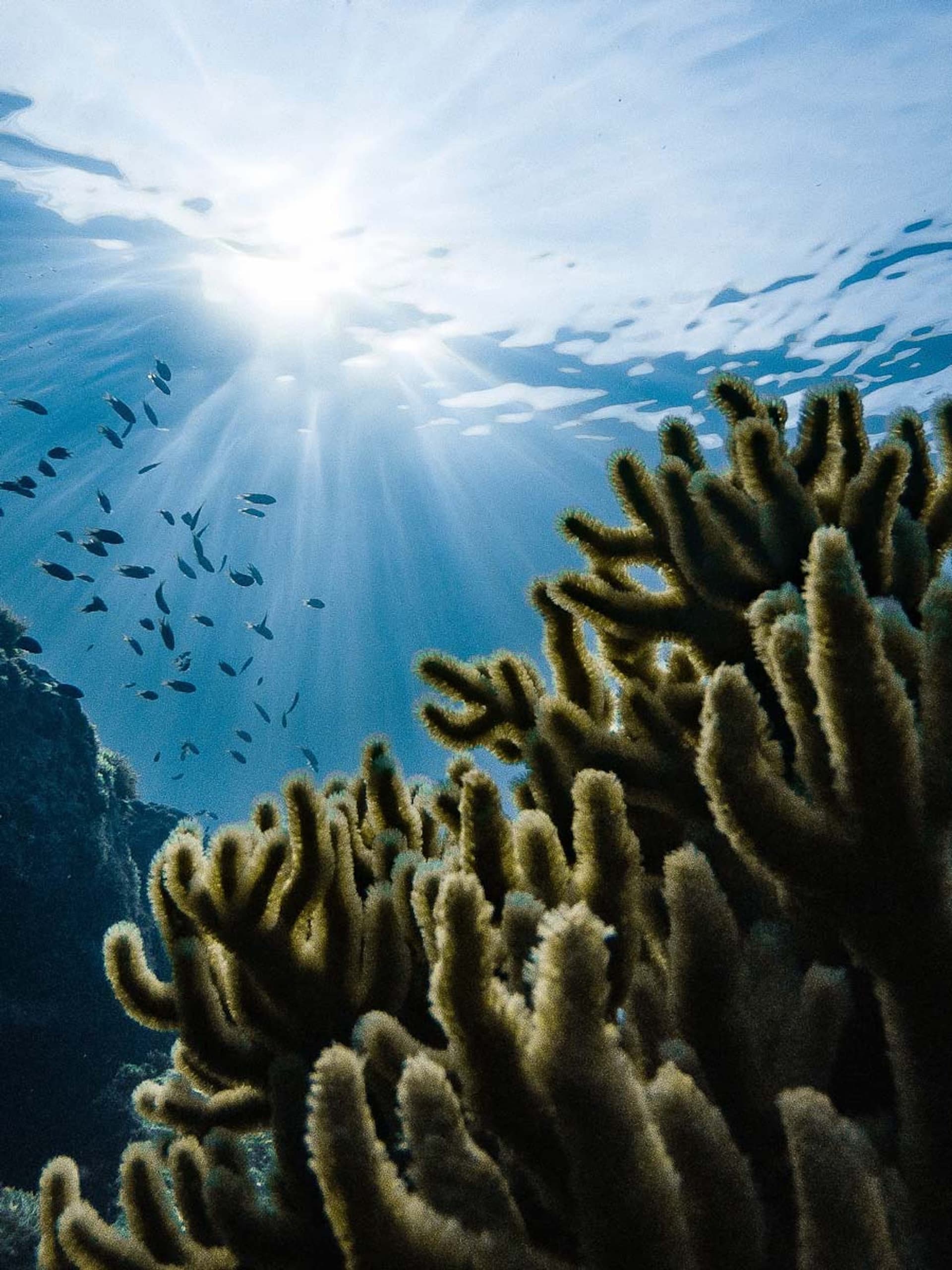 An underwater shot of a coral reef with sunlight streaming through the water.