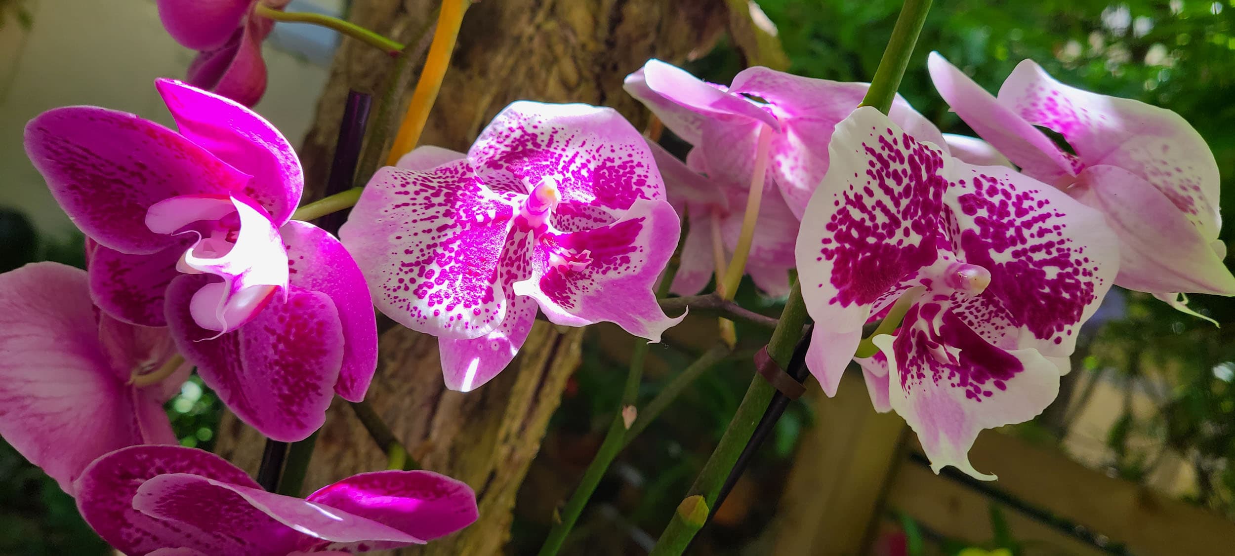 Beautiful purple, pink and white orchids