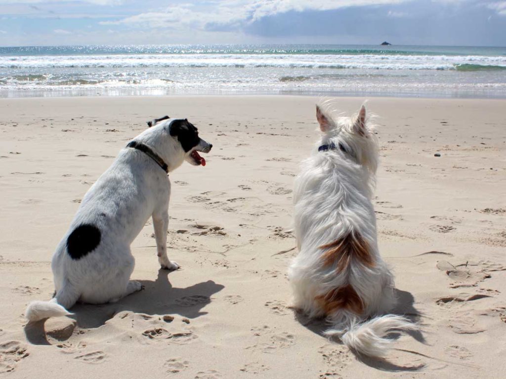 Dogs at beach in Key West, FL