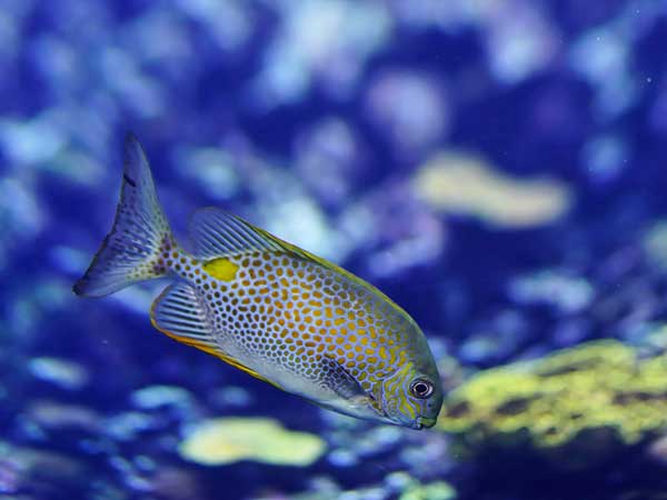 Fish underwater