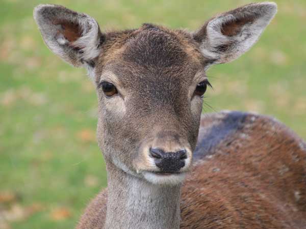 Wild Deer in Florida Keys